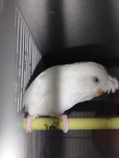 exhibition budgie