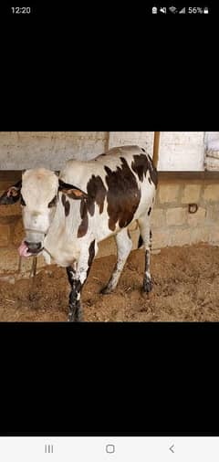 Qurbani 2025