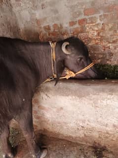 buffalo