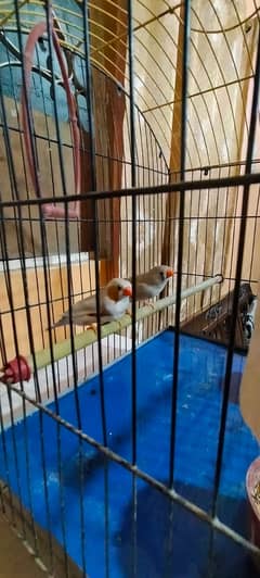 Finche pair