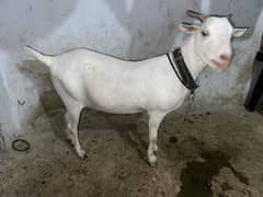 Gulabi