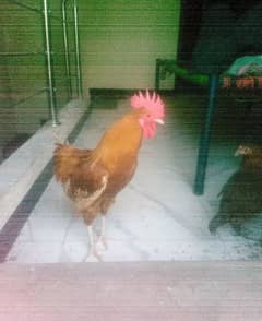 4 hens sel wth 3 cags/03053991673/Whtsup