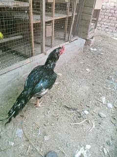 For sale
