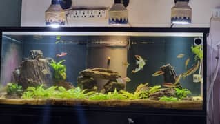 4ft Aquarium with Crystal Clear Glass and Marine Ply Table