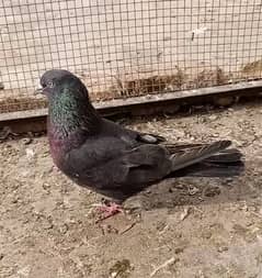 Black indian narr joro wala cargo possible