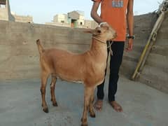 2 Bakra for Sale