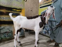 ablack gulabi Bakra