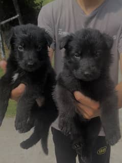 German shepherd female puppies