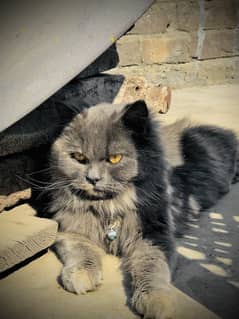 cate