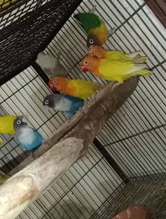 Breeder Love Bird pairs