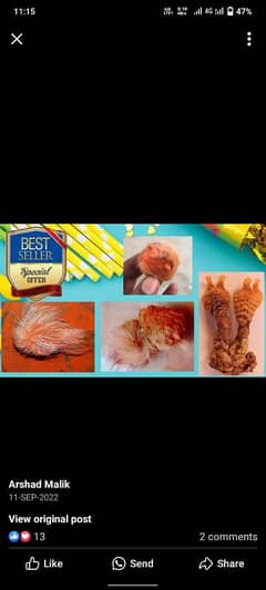 GIDR SINGHI AVAILBLE  ORIGINAL 100%