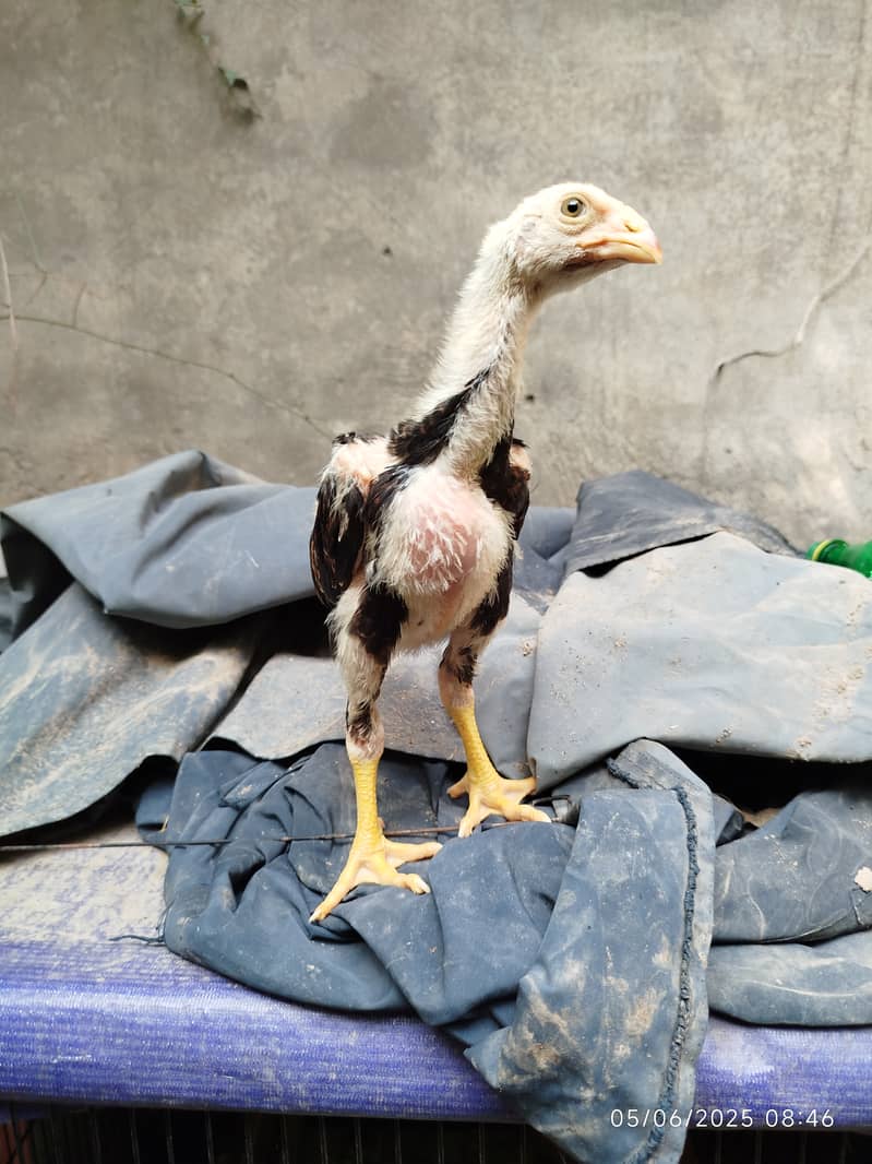 German Shamo Chicks | شامو چوزے 0