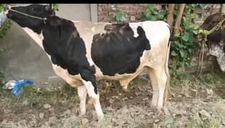 Beautiful Bulls