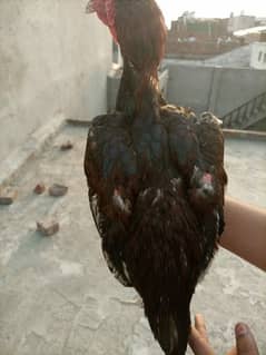 aseel murga achi blood line ha