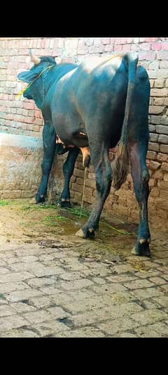 sahiwali donda