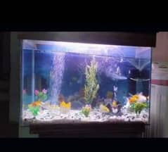 Fish