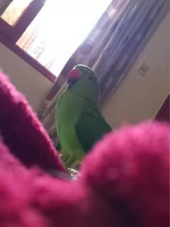 hand tame ringneck
