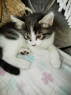 Pair male and female kittne