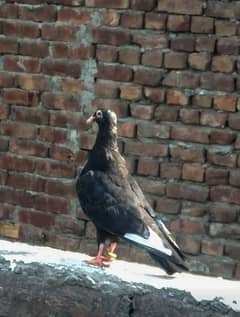 Black Sherazi Pigeon Available in Cheap Price
