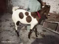 bakre sell krne hqi