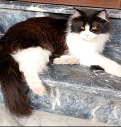 Persian female cat 03338414246
