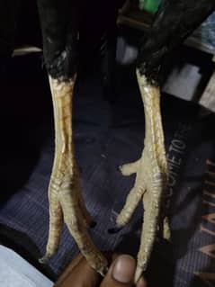 hint and thai cross females