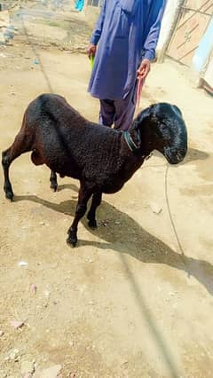 Ewe