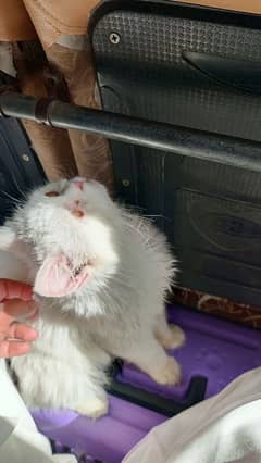 kitten