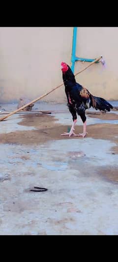 Aseel jawa murga choras nock Nali Healthy and active