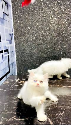 Female kitten-odd eyes-white cat baby-persian kitten