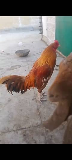 aseel