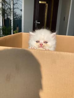 kittens almost 2 month age