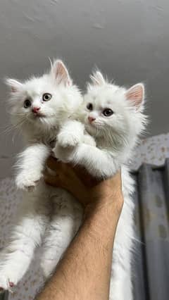 Persian cat pair for sale