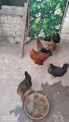 hens