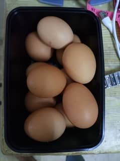 FRESH FERTILE EGG AVAILABLE and BREEDER MURGHA