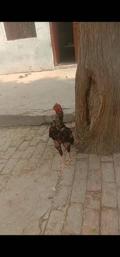 Aseel