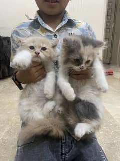 Persian cat ky bachy hai