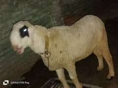 Pure mundry qurbani KY liya