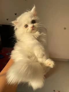(0327-8997302) Top Quality Persian kitten or cat baby