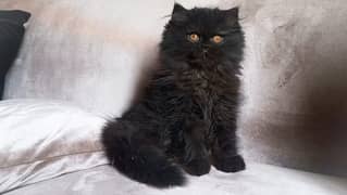 persian Cats | Persian Kittens | Triple Coated | Kittens For Sale