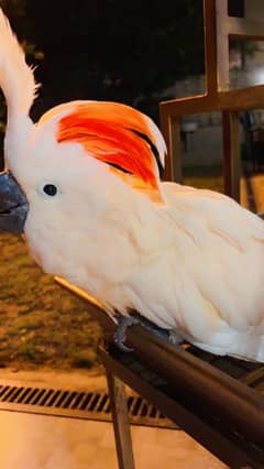 Cockatoo