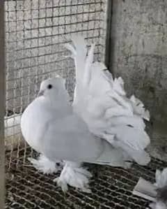 yuang pair English