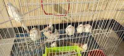 Red pied dove for urgent sale