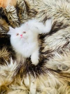 (0327-8997302) Top Quality Persian kitten or cat baby