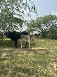 108 kanal agricultural land for sale in Chakwal