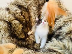 (0327-8997302) Top Quality Persian kitten or cat baby