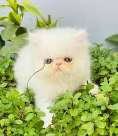 (0327-8997302) Top Quality Persian kitten or cat baby
