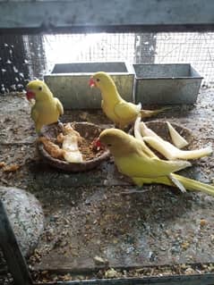 lovebird