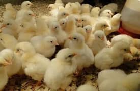 Broiler chicks one day old A great