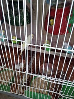 Australian parrot